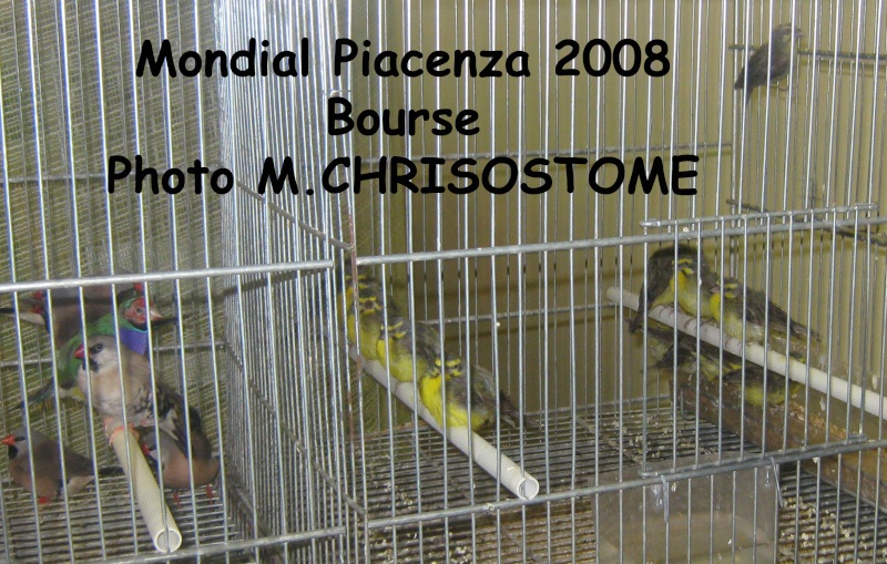 Mondial Piacenza 2009 Mondia17