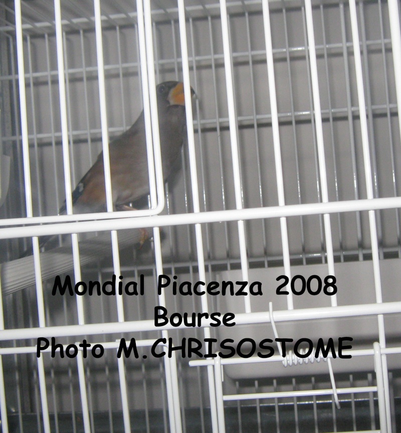 Mondial Piacenza 2009 Mondia18