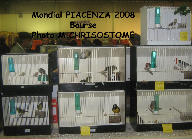Mondial Piacenza 2009 Mondia20