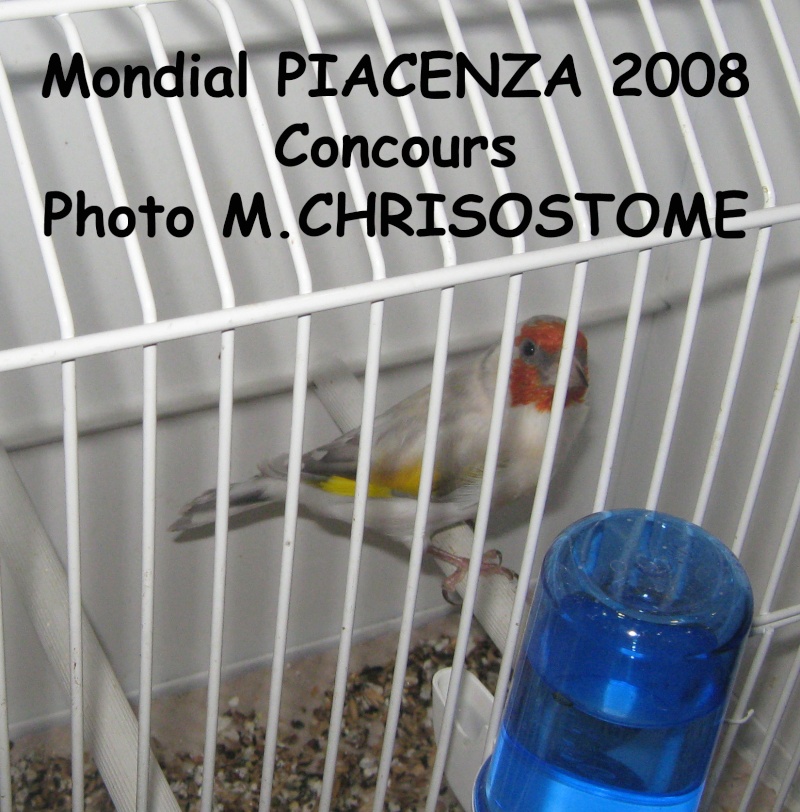 Mondial Piacenza 2009 Mondia26