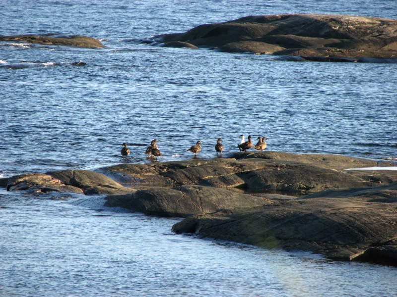 photo d eiders 00610