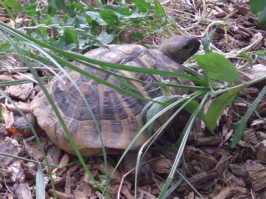 identification certaine de mes deux tortues Imga0614