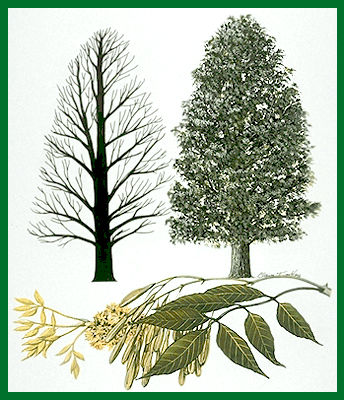 Les espèces d'arbres (les différenciés...) 0666_314