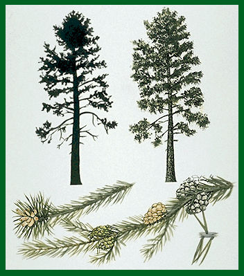 Les espèces d'arbres (les différenciés...) 0666_411