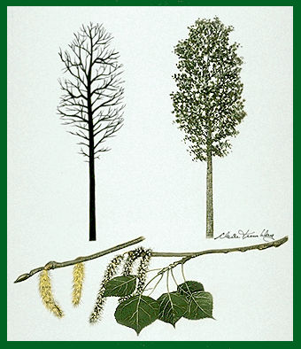 Les espèces d'arbres (les différenciés...) 0666_412