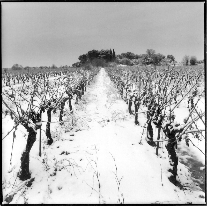 quelques photos de neige dans le sud Vignes10