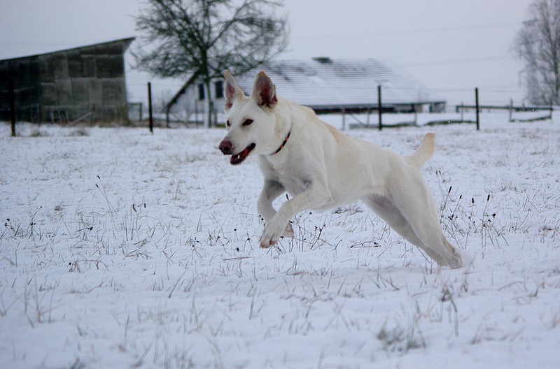 Delilah dans la neige! Court13