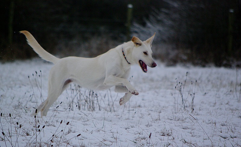 Delilah dans la neige! Court_24