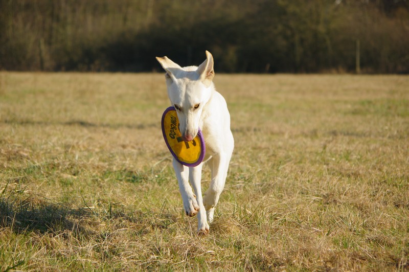 Frisbee, Delilah apprend à voler! xD Je_l_a10