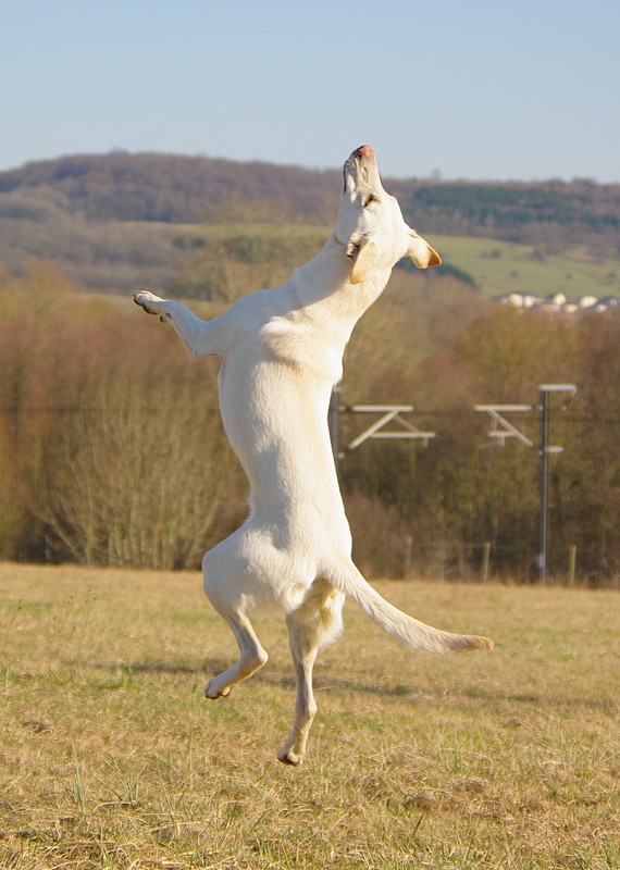 Frisbee, Delilah apprend à voler! xD Je_vai10