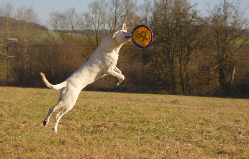 Frisbee, Delilah apprend à voler! xD Je_vai11