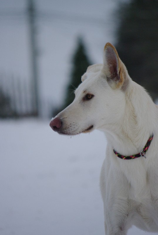 Delilah dans la neige! Portra20