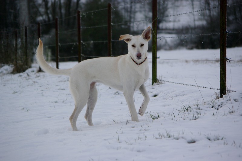 Delilah dans la neige! Pose13