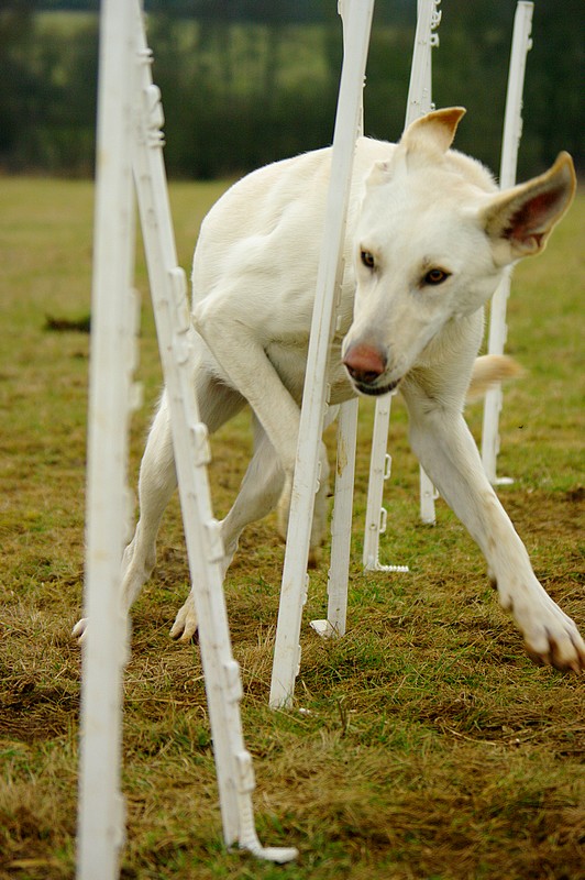 Carnet d'agility de Delilah : ajout le 14 mars (vidéo!!! ) Slalom20