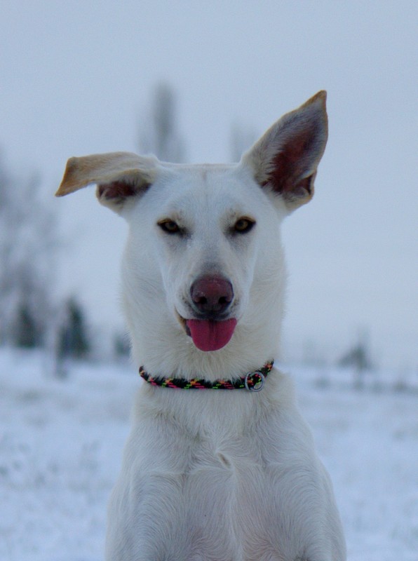 Delilah dans la neige! Tire_l11