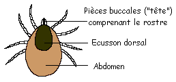 PARASITES GENANTS: SOLUTIONS Anatom10