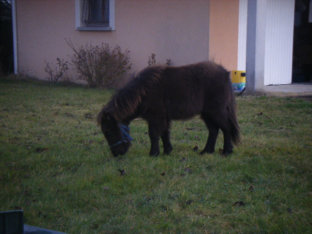 VENDREDI - Poney typé Shetland né en 2009 - adopté en février 2010 par oramai-di-maggio - Page 2 Dscf9616
