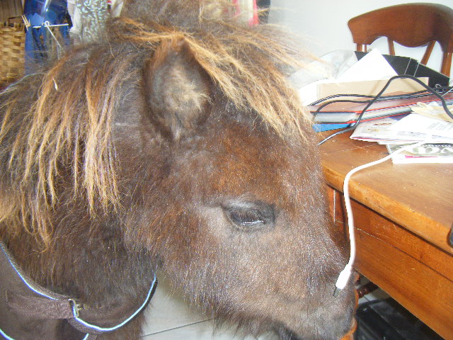 VENDREDI - Poney typé Shetland né en 2009 - adopté en février 2010 par oramai-di-maggio - Page 3 Dscf9820