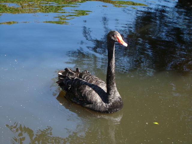 MES CLICHES D'OISEAUX Photo_19