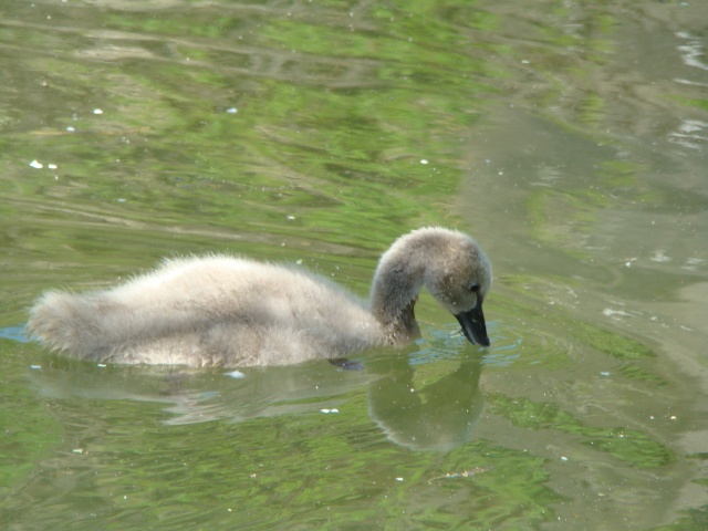 MES CLICHES D'OISEAUX Photo_35