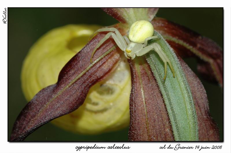 orchidées et araignées - Page 2 08_fds15