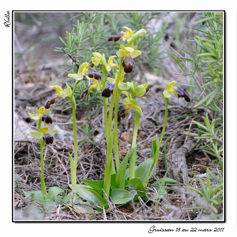 Ophrys (Pseudophrys) forestieri ( ex-lupercalis ) 11-03-61
