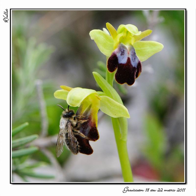 Ophrys (Pseudophrys) forestieri ( ex-lupercalis ) 11-03-65