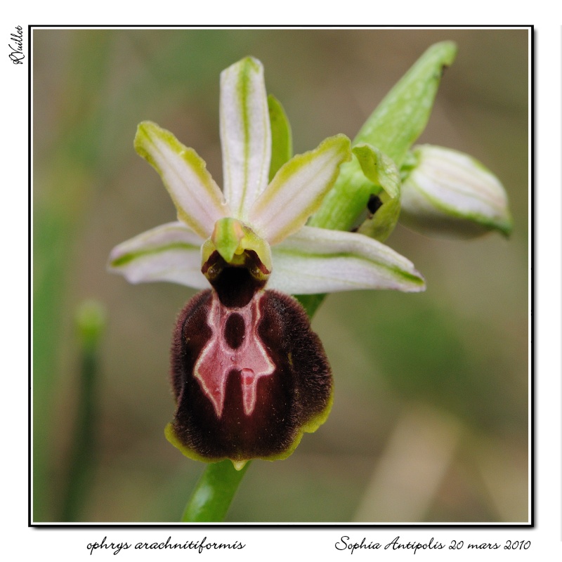 Ophrys exaltata arachnitiformis ( O. en forme d'araignée ) Varam-40
