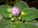 Gloxinia Pa150012