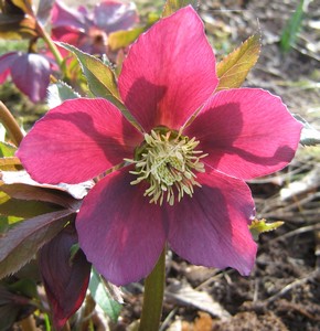 Helleborus: Hellebore Helleb10