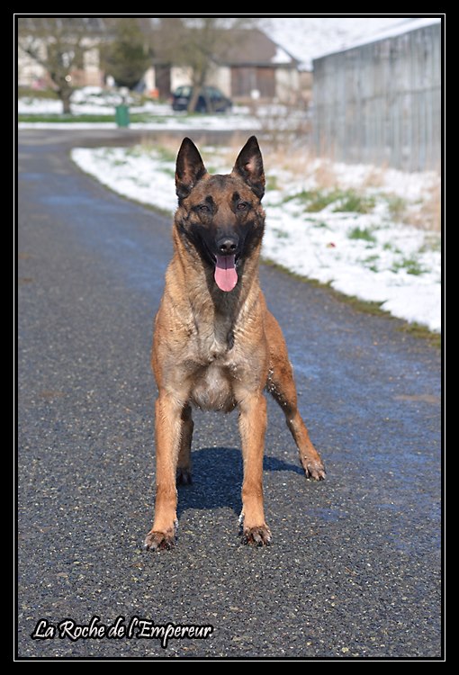 Chiots Malinois lignées travail 69247_11