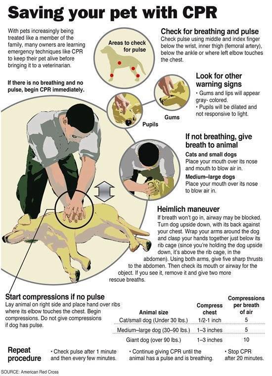 Saving your PET with CPR 71829_10