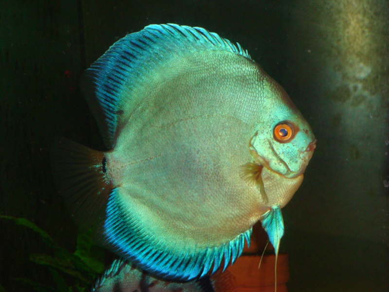 repro discus Discus18