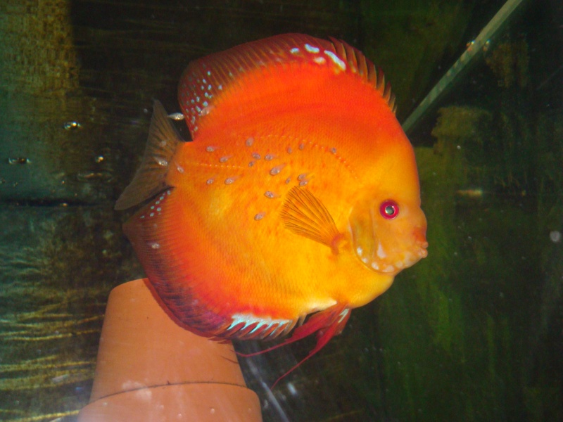 repro. discus red melon/samerha Dsc01413