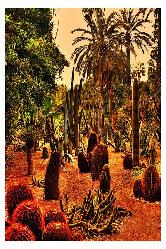 Jardin Majorelle - Marrakech 13and110