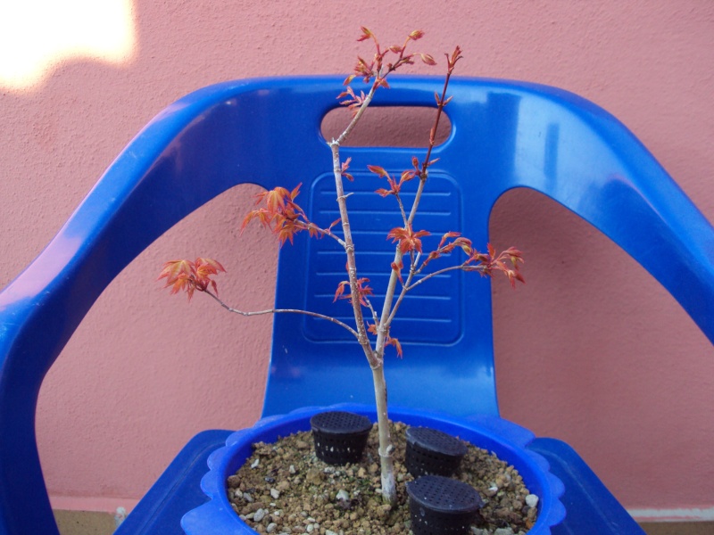 Acer Little Princes - Página 3 Dsc01311