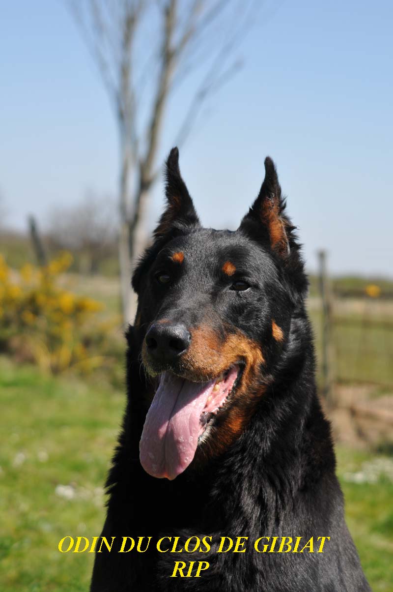 izzie femelle beauceronne 9 mois Image_10