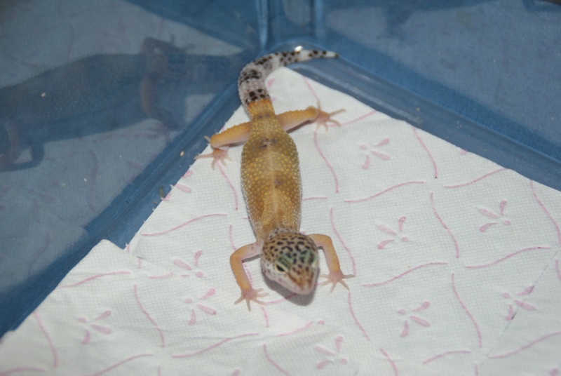 mes geckos Dsc02610