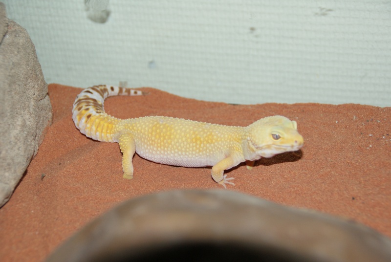 mes geckos Dsc02710