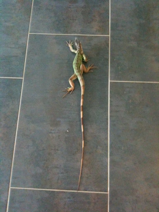 la femelle iguane trouvée à illkirch.... 15427010