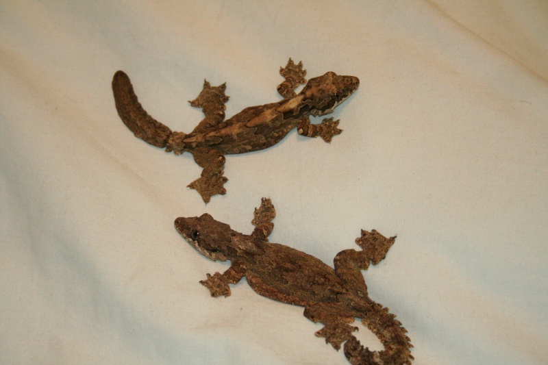 Ptychozoon kuhlii - Gecko volant Img_5510