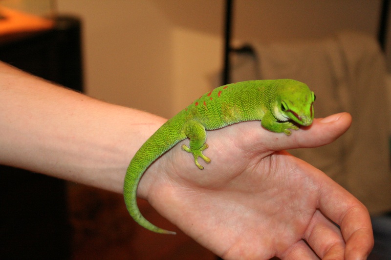 Phelsuma madagascariensis grandis (femelle high red) Img_5512