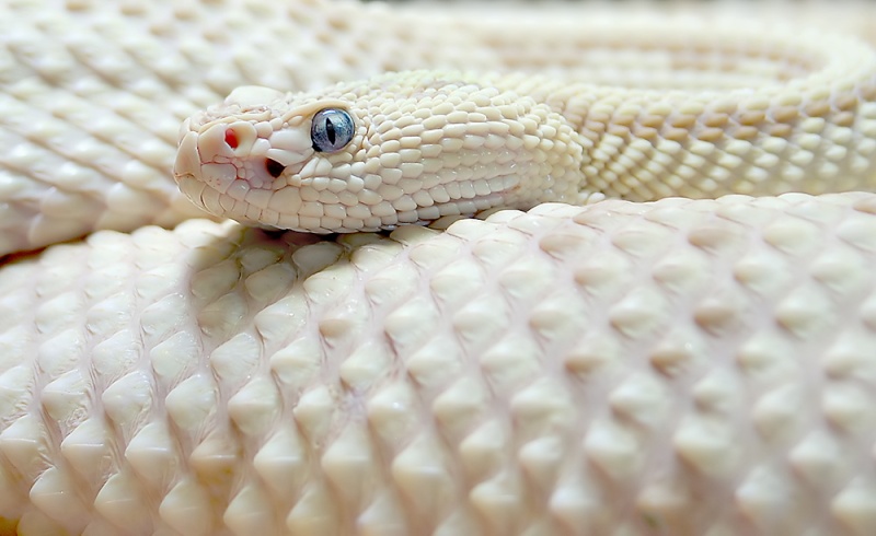 plus belles photo de reptiles (amphibien, insectes....) Snake10