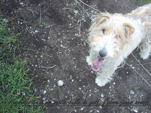 Titus, fox terrier de 6 ans (41) Morée Fevrie15