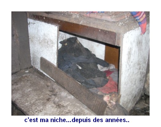 40 - Pifou 13 ans épagneul breton est une grande urgence..landes  ASCC   Niche_10