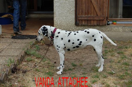 Vanda une ppette d'amour femelle dalmatien landes 40 ADOPTEE Vanda_18