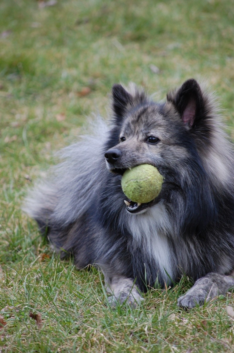 [reservé]CASEY croisé SPITZ/SHETLAND, 3 ans, 10 kg Dsc_2015