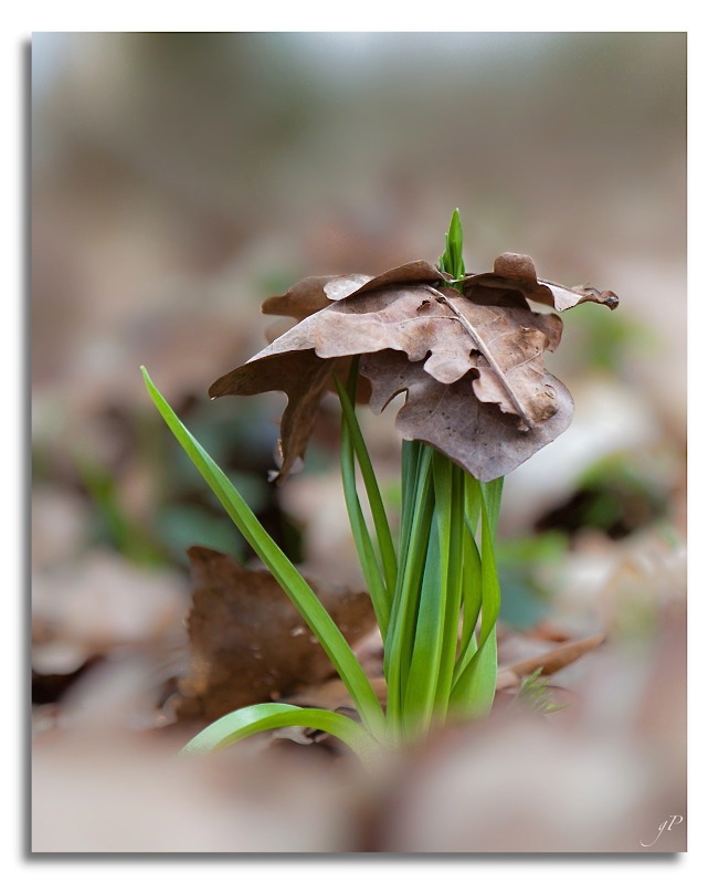 La force du printemps Img_4810