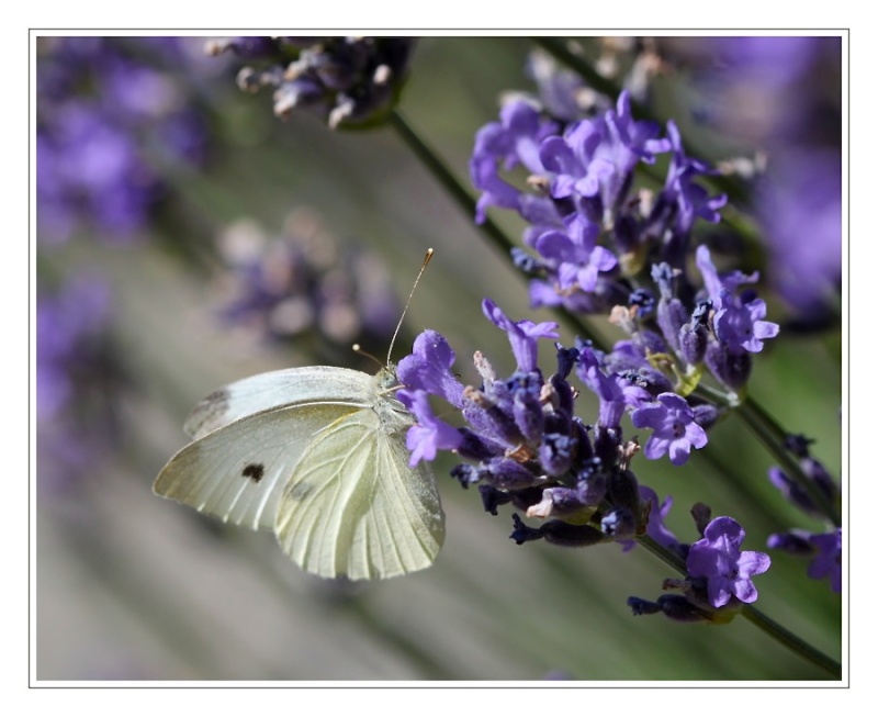 Papillons Img_6310