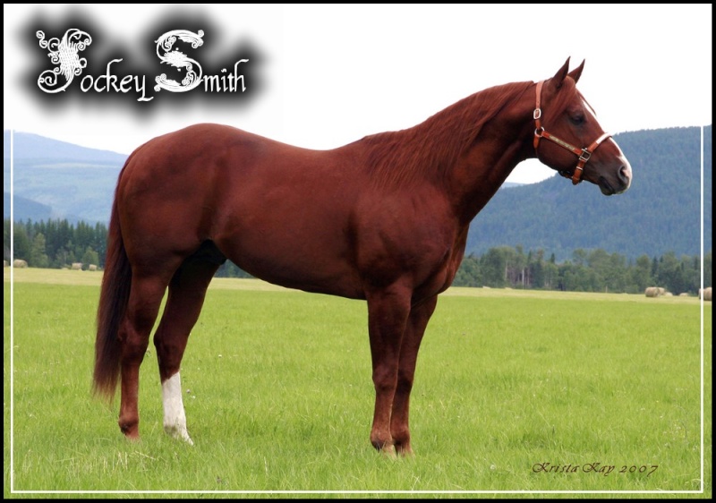 Jockey Smith -Quarter Horse- 5 500€ Quarte10